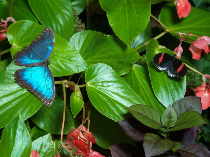 Krohn Conservatory Butterfly Night with K&R Photography@ ROB KUMLER